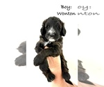 Puppy Puppy 4 Wonton Bernedoodle