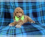 Small #3 Poodle (Miniature)
