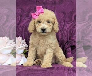 Goldendoodle-Poodle (Miniature) Mix Puppy for sale in OXFORD, PA, USA