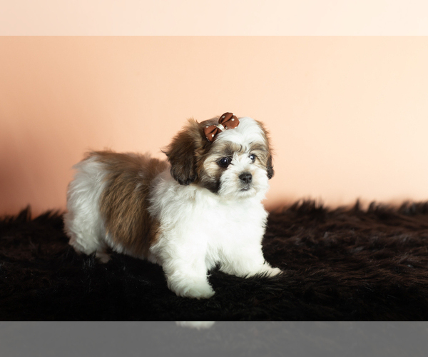 Medium Photo #5 Zuchon Puppy For Sale in WOLCOTTVILLE, IN, USA