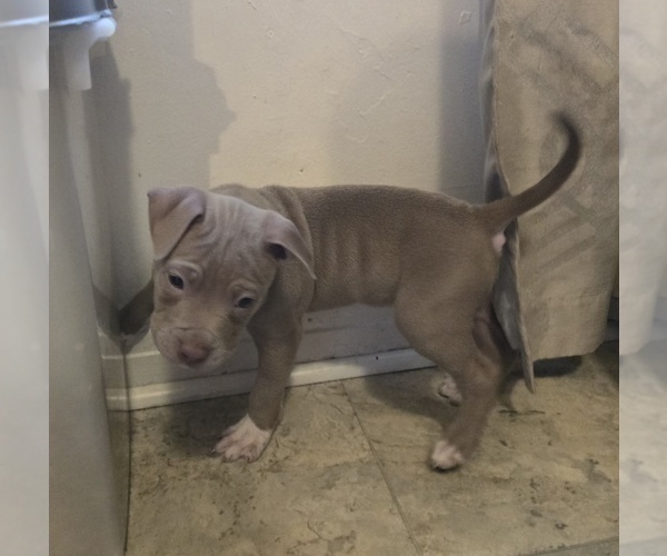 Medium Photo #6 American Pit Bull Terrier Puppy For Sale in COLUMBUS, OH, USA
