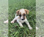 Puppy Princess Jack Russell Terrier
