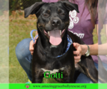 Small #13 Rottweiler-American Pit Bull Terrier