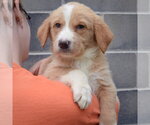 Small #5 Golden Shepherd
