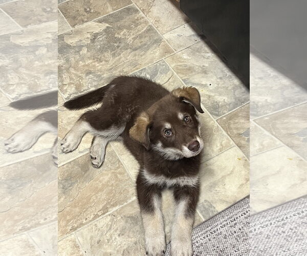 Medium Photo #3 Australian Shepherd-Unknown Mix Puppy For Sale in Polson, MT, USA