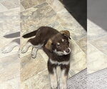 Small #2 Australian Shepherd Mix