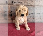 Small #7 Goldendoodle (Miniature)