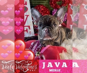 French Bulldog Puppy for sale in HEATHROW, FL, USA