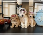 Small Photo #2 Maltipoo Puppy For Sale in RANCHO CUCAMONGA, CA, USA
