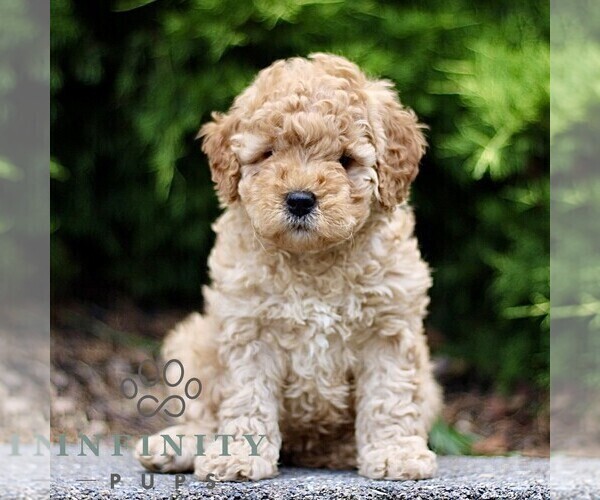 Medium Photo #4 Goldendoodle (Miniature) Puppy For Sale in KINZERS, PA, USA