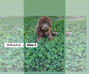 Aussiedoodle Puppy for sale in FLEMINGSBURG, KY, USA