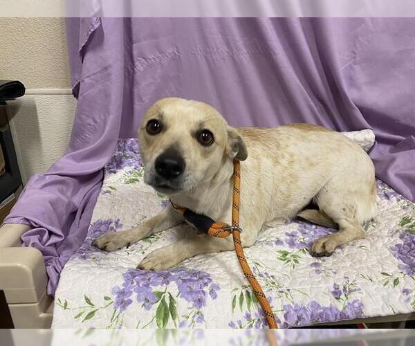 Medium Photo #1 Chihuahua-Unknown Mix Puppy For Sale in Modesto, CA, USA