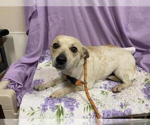 Chihuahua-Unknown Mix Dogs for adoption in Modesto, CA, USA