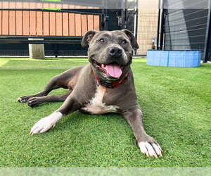 BERTHA - Female Mutt Dog for Adoption - Photo #5