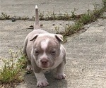 Small Photo #5 American Bully Puppy For Sale in CARY, NC, USA