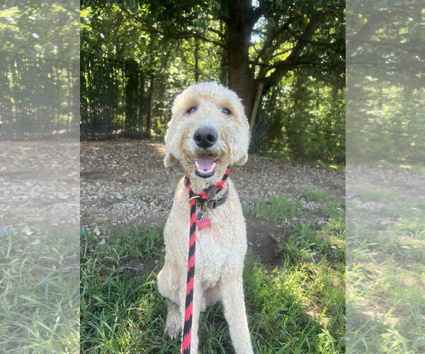 Medium Photo #5 Poodle (Standard) Puppy For Sale in Pacolet, SC, USA