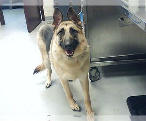 German Shepherd Dog Dogs for adoption in Fayetteville, NC, USA