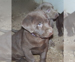 Small Photo #3 Labrador Retriever Puppy For Sale in LITTLETON, CO, USA