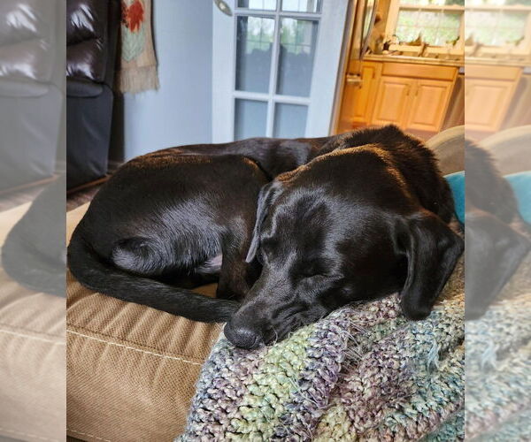 Medium Photo #4 Mutt Puppy For Sale in Candler, NC, USA