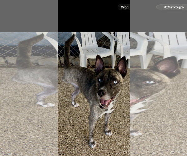 Medium Photo #2 Holland Shepherd-Siberian Husky Mix Puppy For Sale in Mooresville, NC, USA
