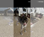 Small Photo #2 Holland Shepherd-Siberian Husky Mix Puppy For Sale in Mooresville, NC, USA
