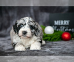 Puppy Lily Aussiedoodle Miniature 