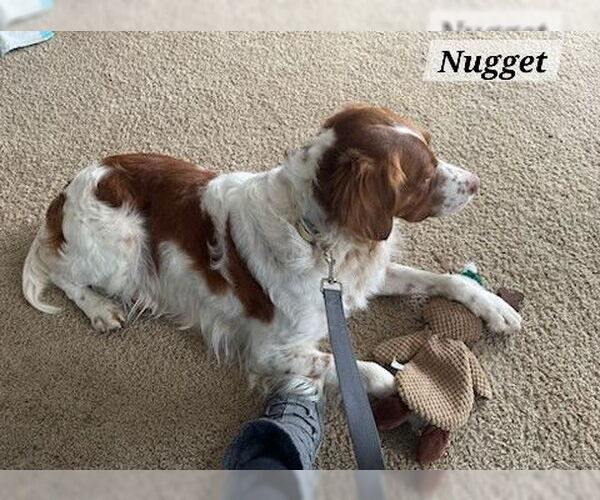 Medium Photo #3 Brittany Puppy For Sale in Curwensville, PA, USA