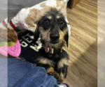 Roxi - Female Dachshund Dog for Adoption - Small photo