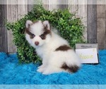 Puppy 3 Pomsky