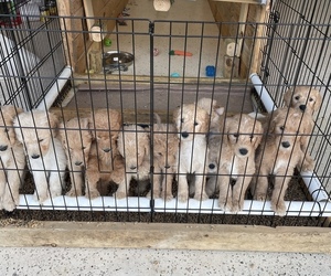 Goldendoodle Puppy for sale in PRINCETON, TX, USA