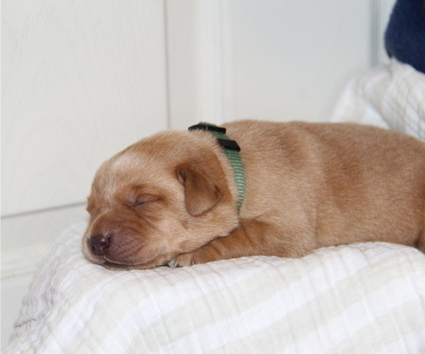 Medium Photo #50 Labrador Retriever Puppy For Sale in HYDE PARK, VT, USA