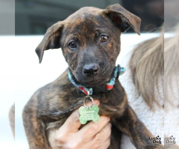 Medium Photo #8 Labrador Retriever-Unknown Mix Puppy For Sale in Washington, DC, USA