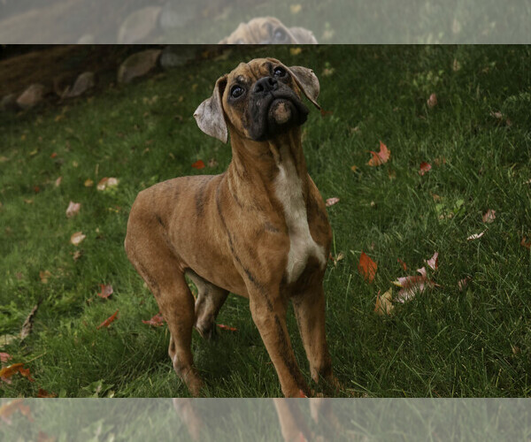 Medium Photo #5 Boxer Puppy For Sale in SHIPSHEWANA, IN, USA