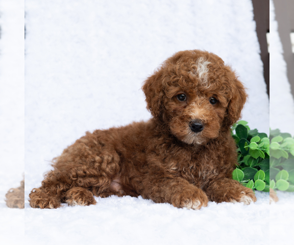 Medium Photo #5 Poodle (Miniature) Puppy For Sale in DORNSIFE, PA, USA