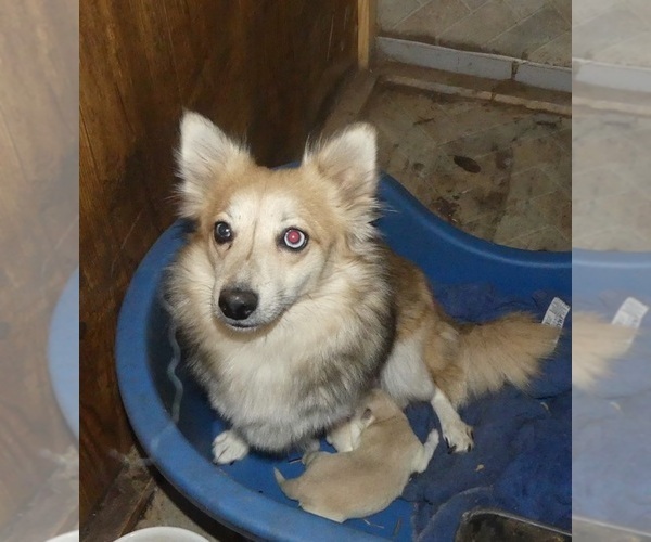 Medium Photo #1 Alaskan Klee Kai-Shiba Inu Mix Puppy For Sale in BANDON, OR, USA