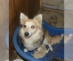 Small Photo #1 Alaskan Klee Kai-Shiba Inu Mix Puppy For Sale in BANDON, OR, USA