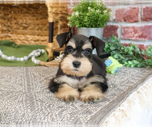 Schnauzer (Miniature) Puppy for sale in SYRACUSE, IN, USA