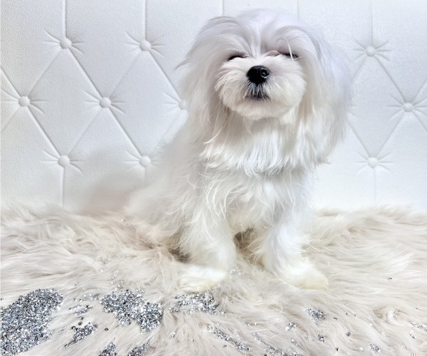 Medium Photo #14 Maltese Puppy For Sale in HAYWARD, CA, USA