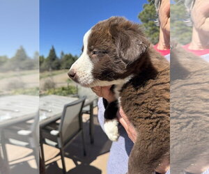Australian Shepherd-Unknown Mix Dogs for adoption in Chama, NM, USA