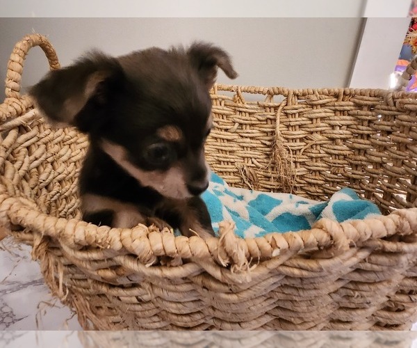 Medium Photo #4 Chihuahua Puppy For Sale in MARIETTA, GA, USA