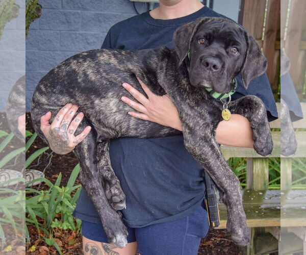 Medium Photo #2 Mutt Puppy For Sale in Huntley, IL, USA