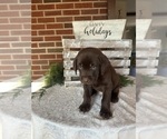 Puppy Puppy 4 purple Labrador Retriever