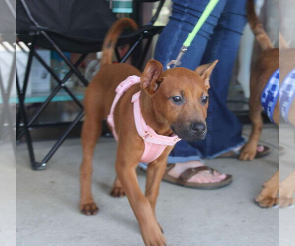 Medium Photo #11 Labrador Retriever-Unknown Mix Puppy For Sale in Holly Springs, NC, USA