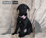 Small #7 Cane Corso