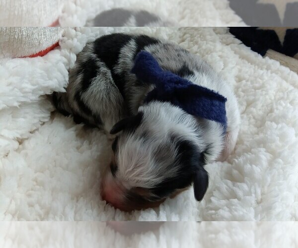Medium Photo #6 Miniature Australian Shepherd Puppy For Sale in BONNERS FERRY, ID, USA