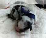 Small Photo #60 Miniature Australian Shepherd Puppy For Sale in BONNERS FERRY, ID, USA