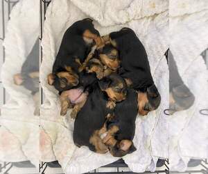 Chesapeake Bay Retriever Puppy for sale in DETROIT, MI, USA