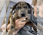 Small #1 Catahoula Leopard Dog-Labrador Retriever Mix