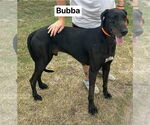 Small #2 Great Dane