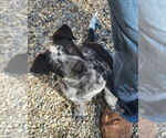 Small #8 Mutt